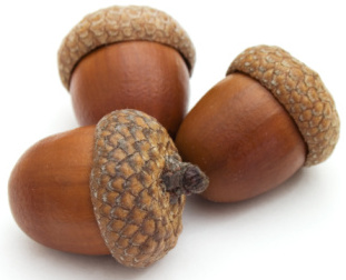 Acorns